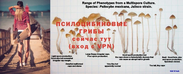 трава Абаза